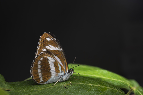 Athyma fortuna