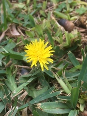 Cichorieae