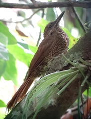 Dendrocolaptes sanctithomae