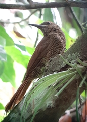 Dendrocolaptes sanctithomae