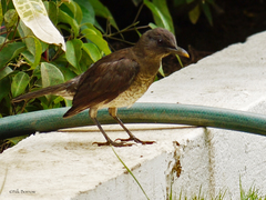 Turdus olivaceofuscus