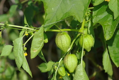 Physalis philadelphica