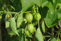 Physalis philadelphica
