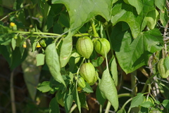 Physalis philadelphica