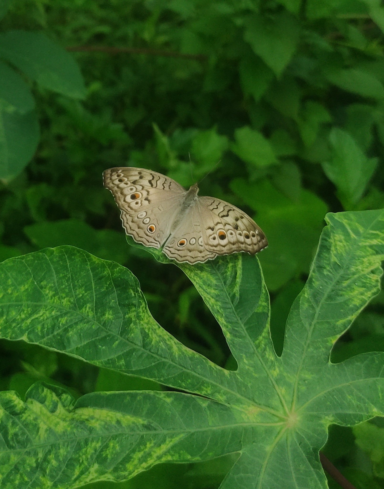 Grey Pansy