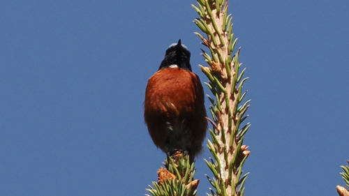 White-throated Redstart (Phoenicurus schisticeps), photo 5