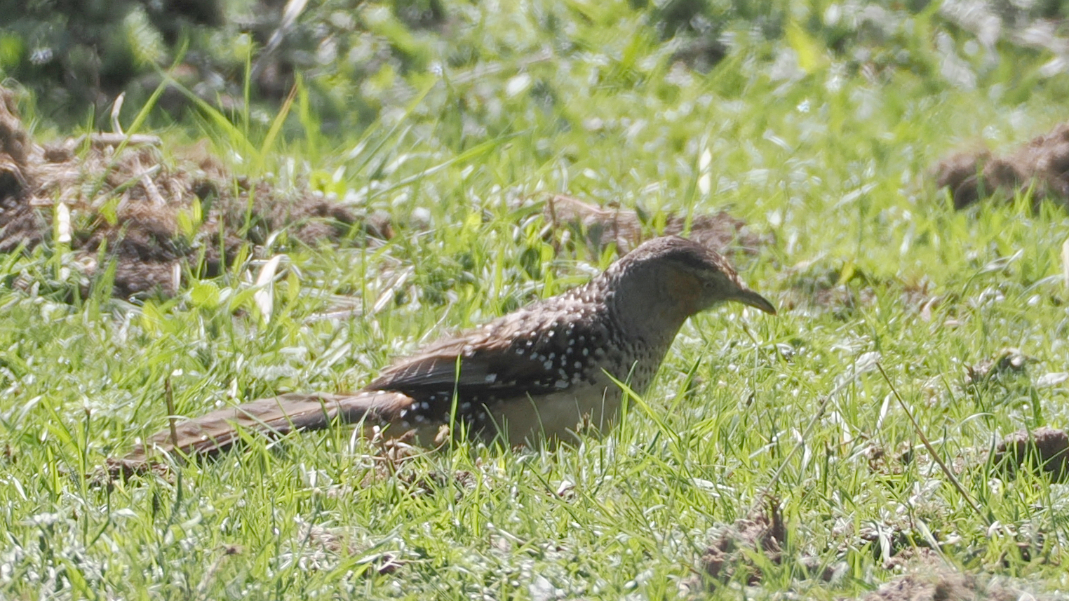 Giant Laughingthrush