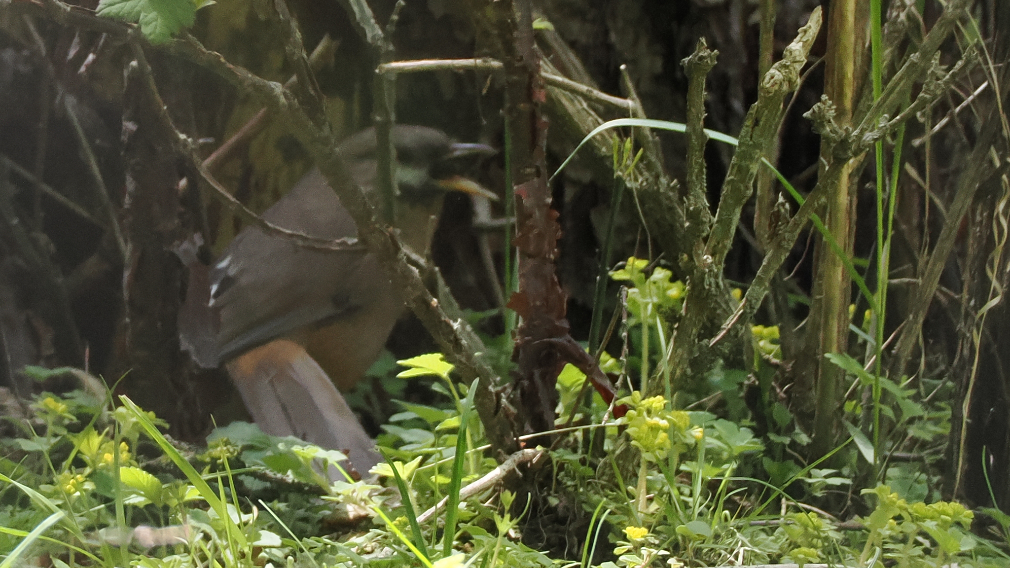 Snowy-cheeked Laughingthrush