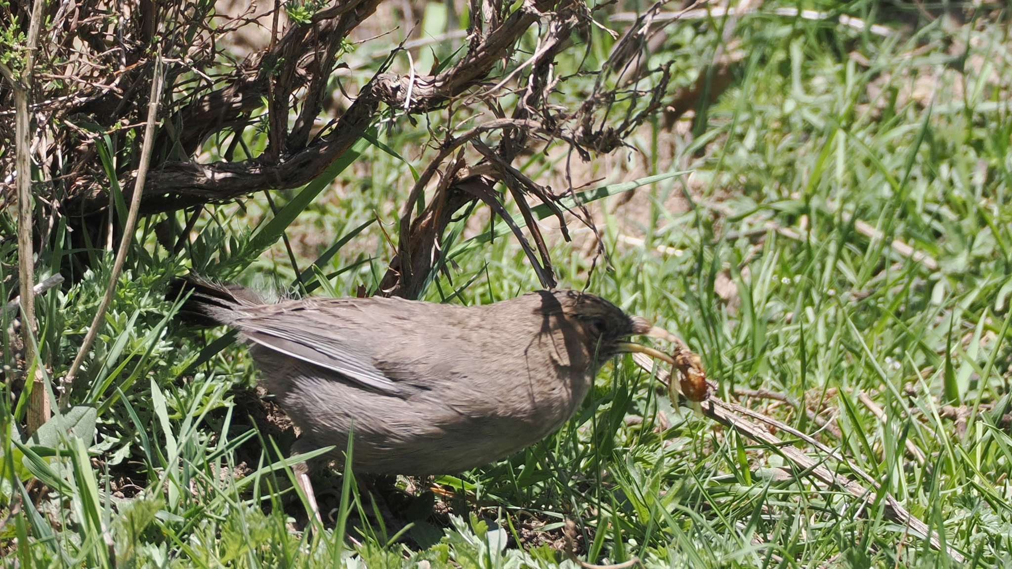Plain Laughingthrush
