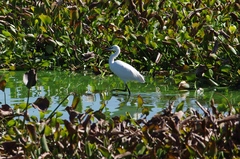 Egretta garzetta