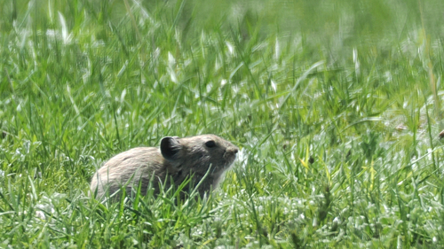 Black-lipped Pika
