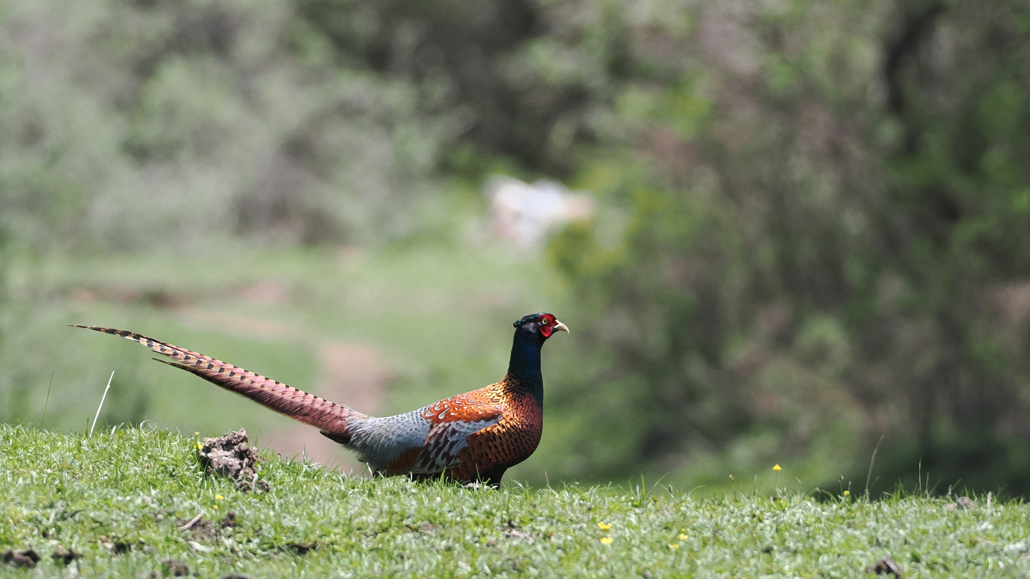 Common Pheasant