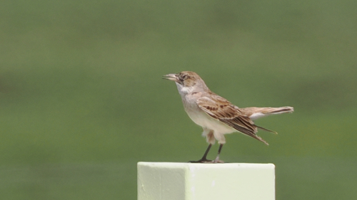 Tibetan Lark (Melanocorypha maxima)