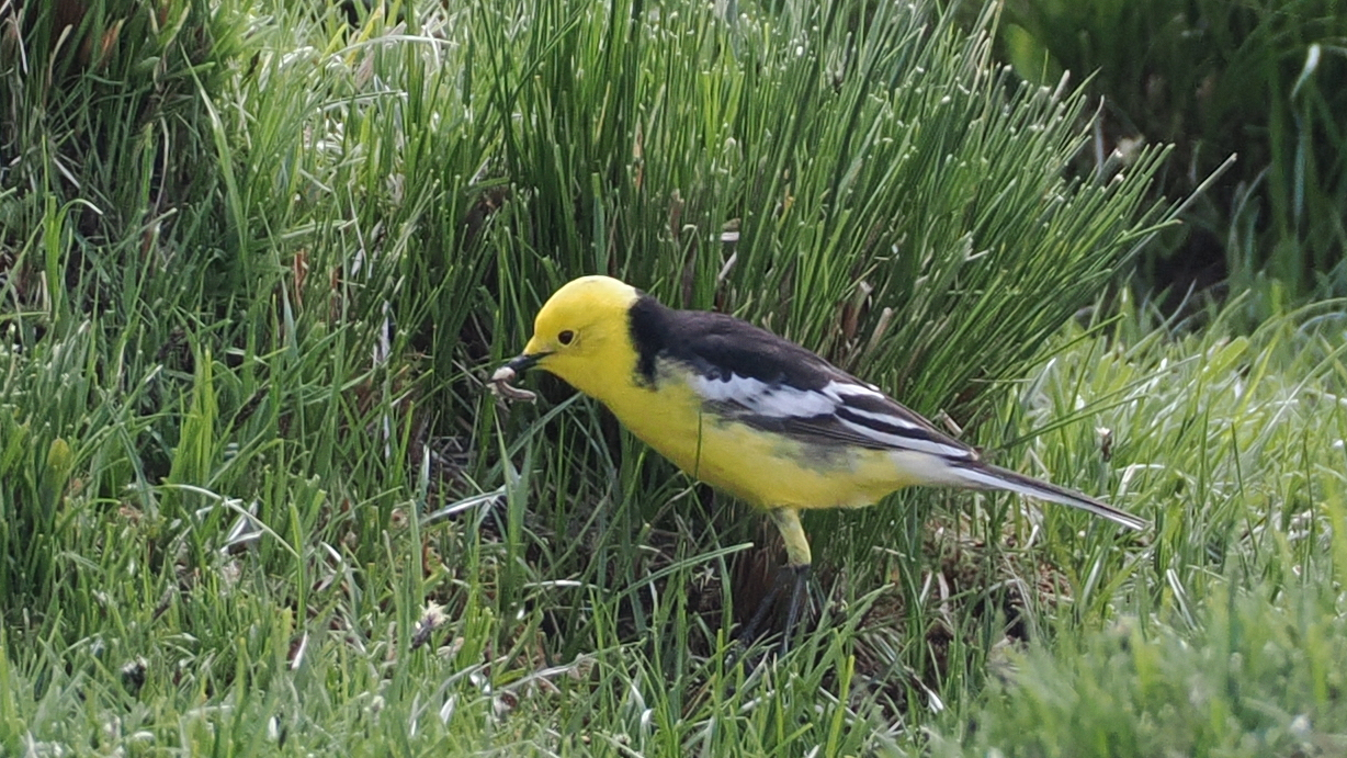 Citrine Wagtail