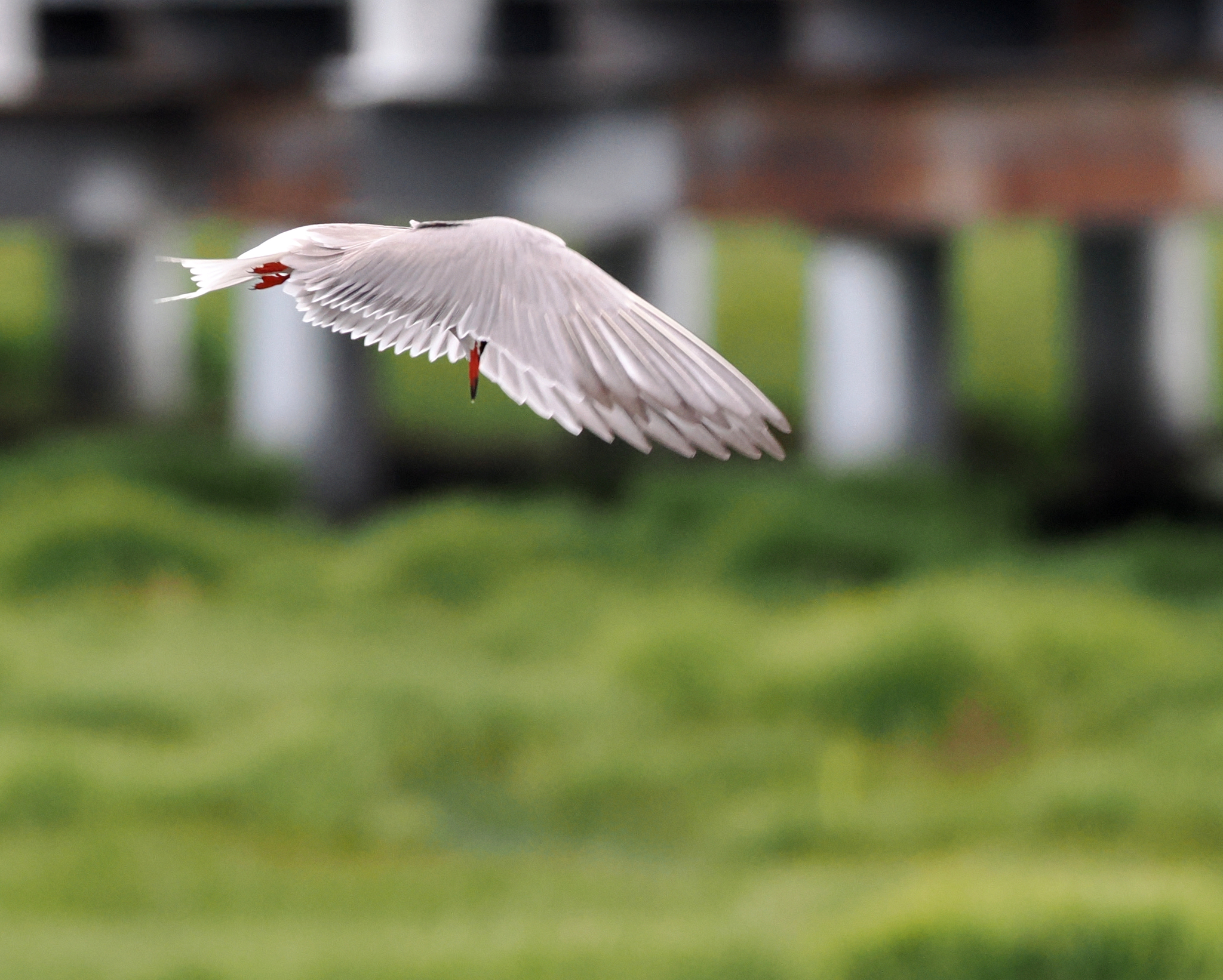 Common Tern