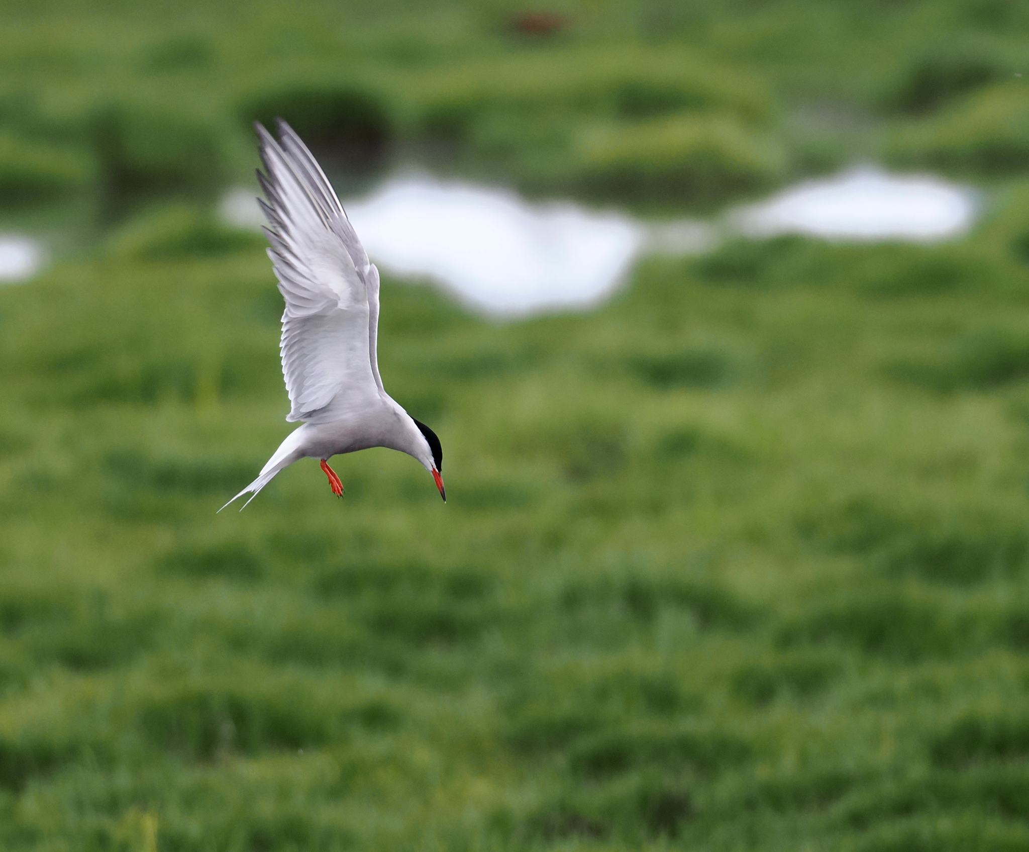Common Tern
