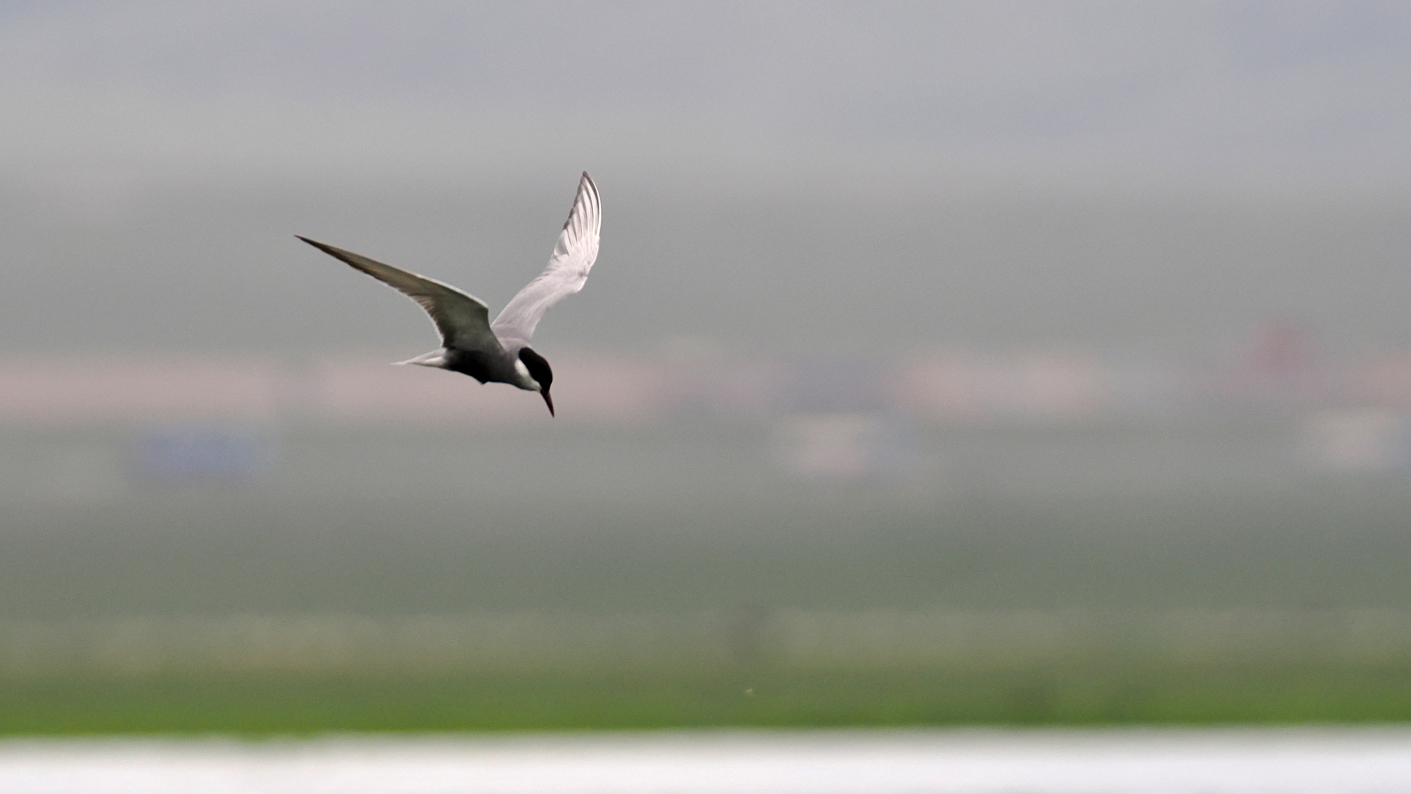 Whiskered Tern