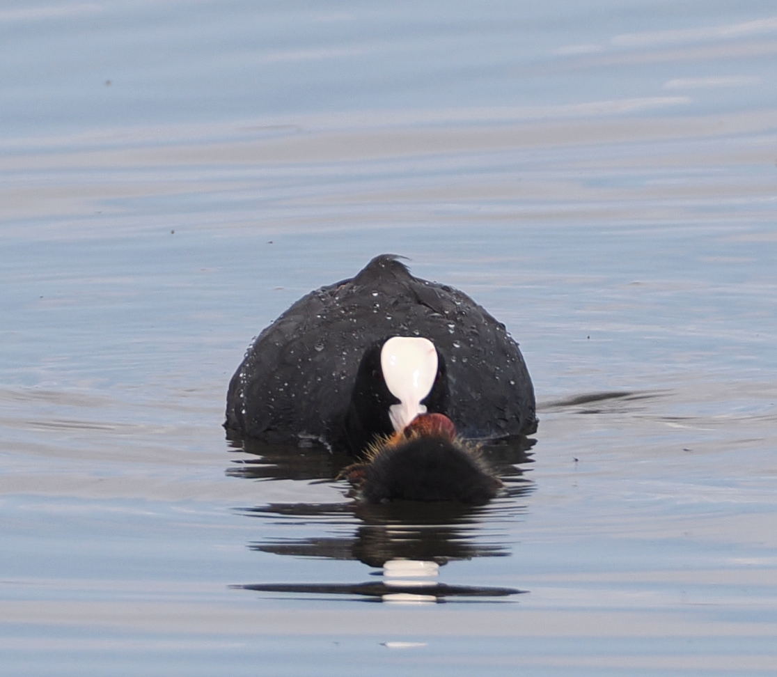 Eurasian Coot