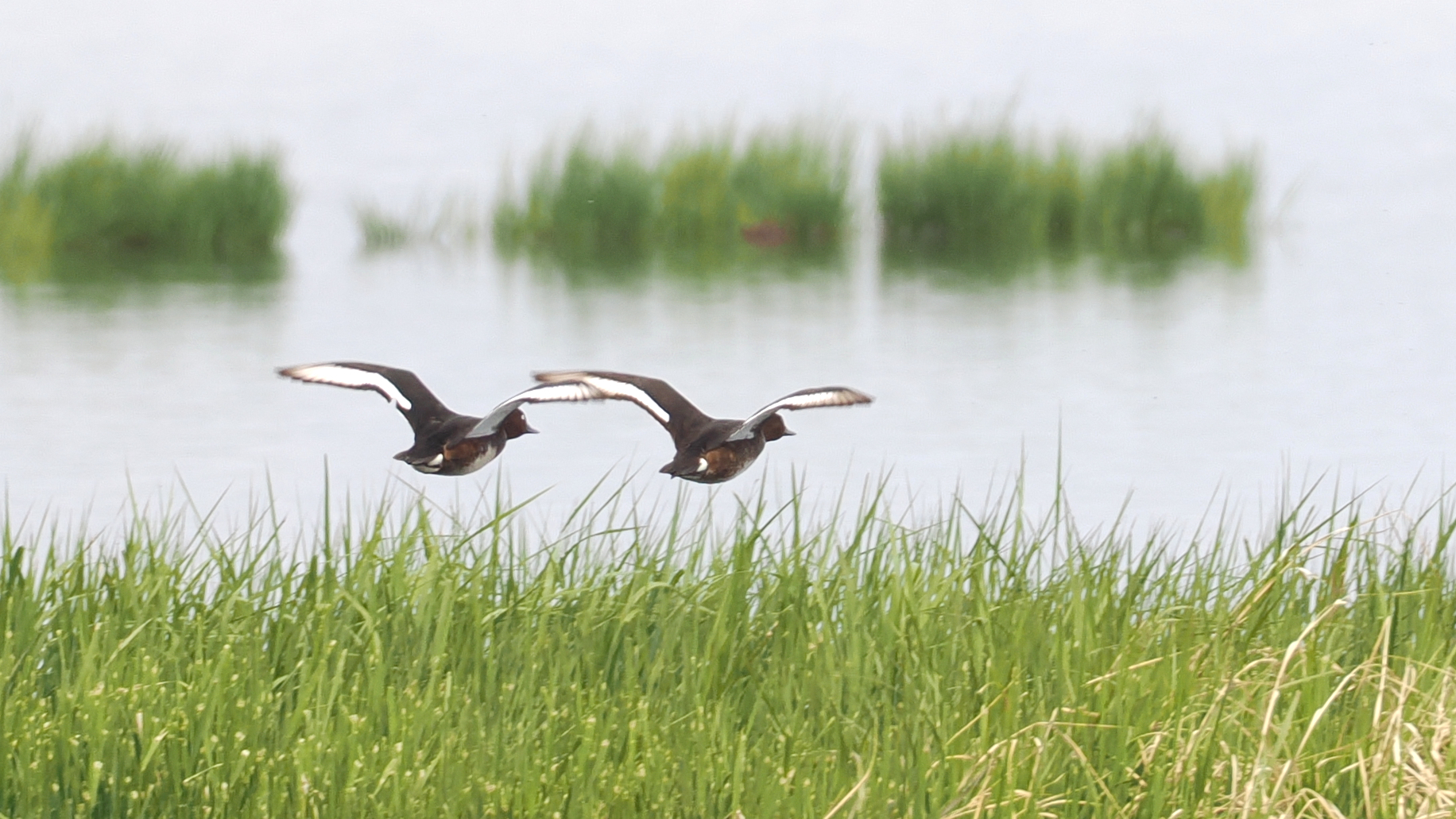 Ferruginous Duck