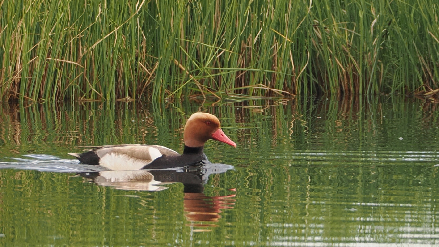 Red-crested Pochard