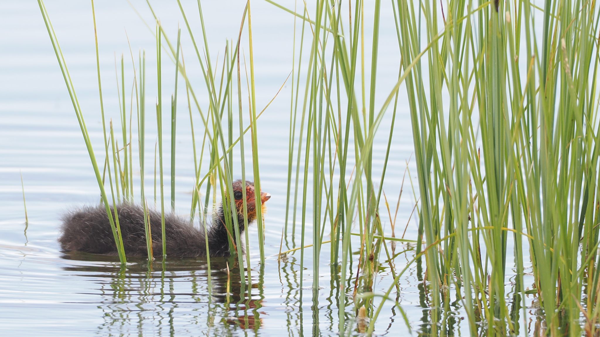 Eurasian Coot