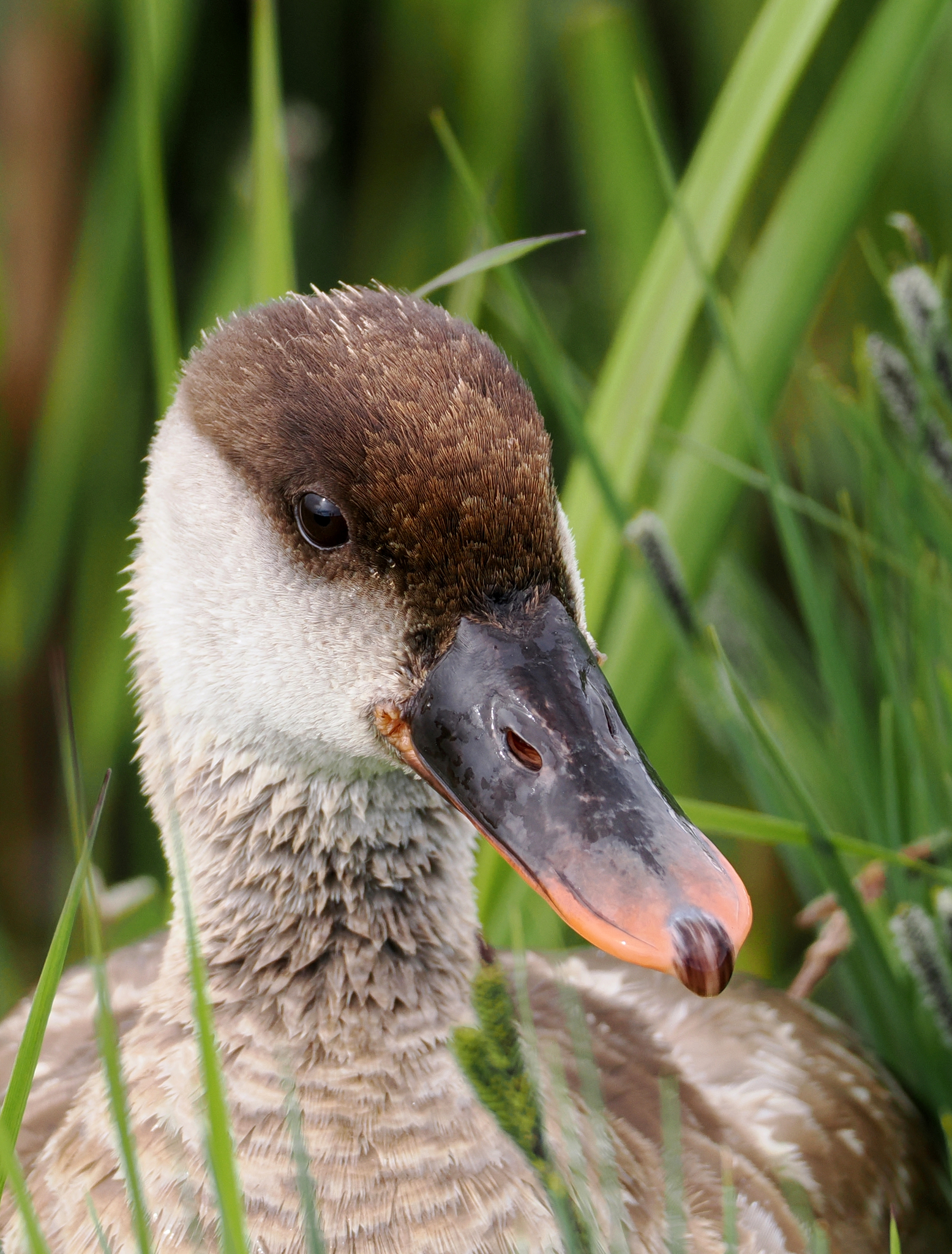 Red-crested Pochard