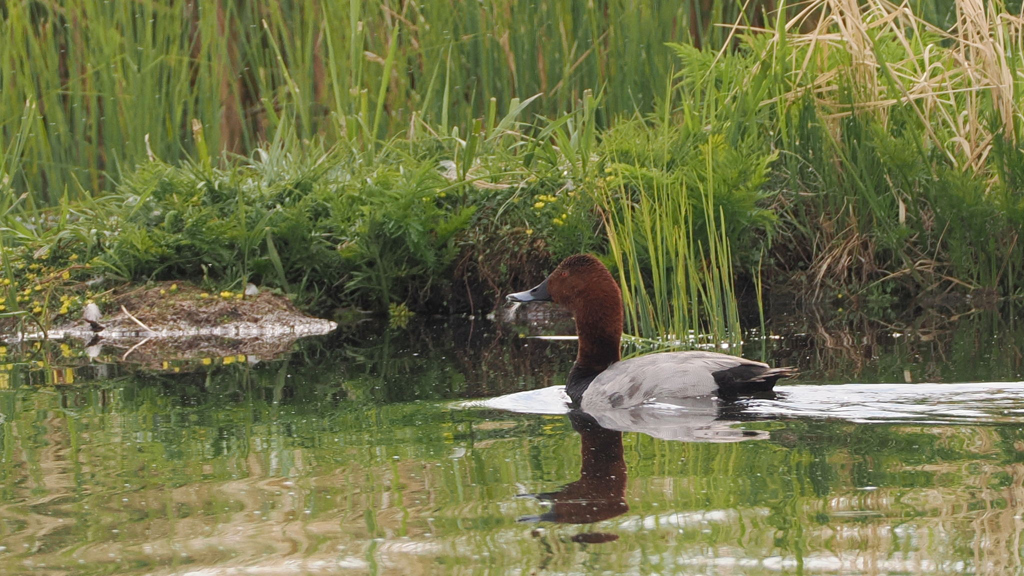 Common Pochard