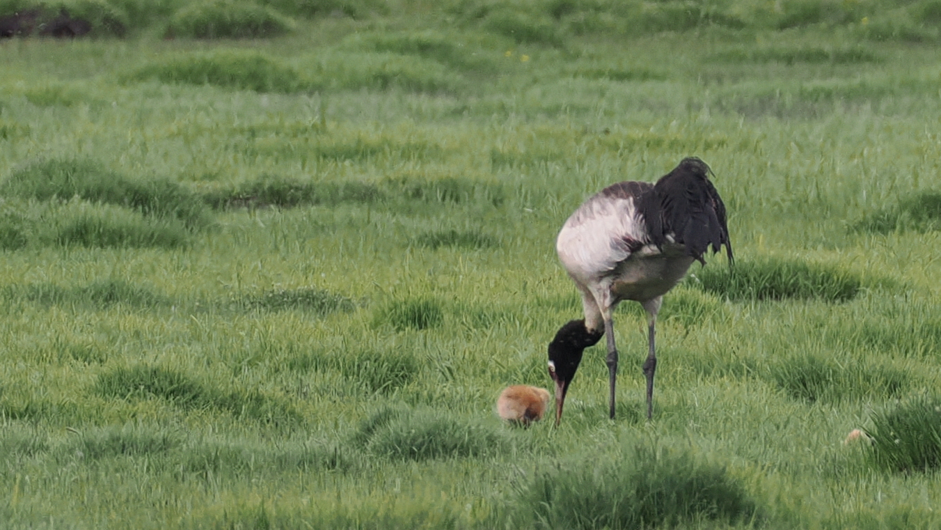 Black-necked Crane