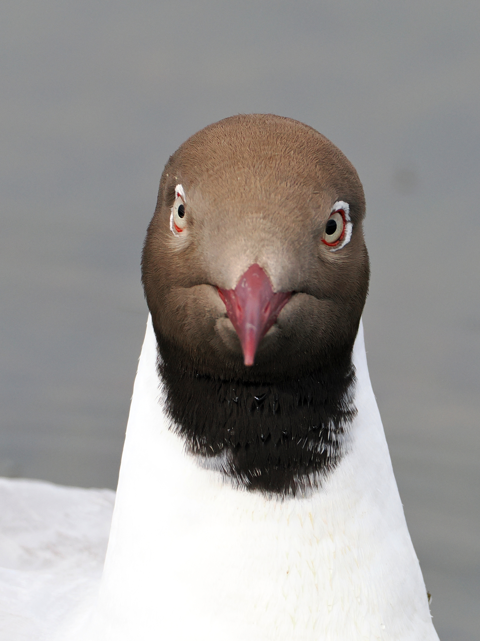 Brown-headed Gull