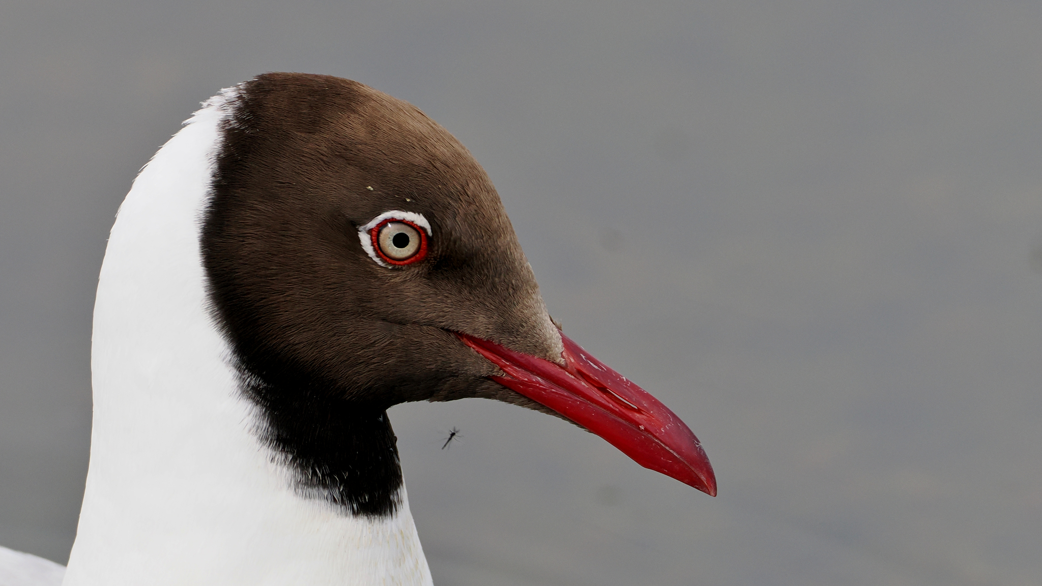 Brown-headed Gull