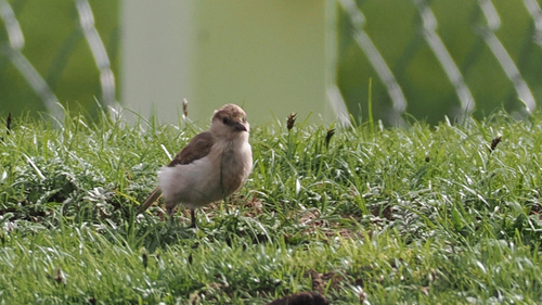 Ground Tit (Pseudopodoces humilis), photo 4