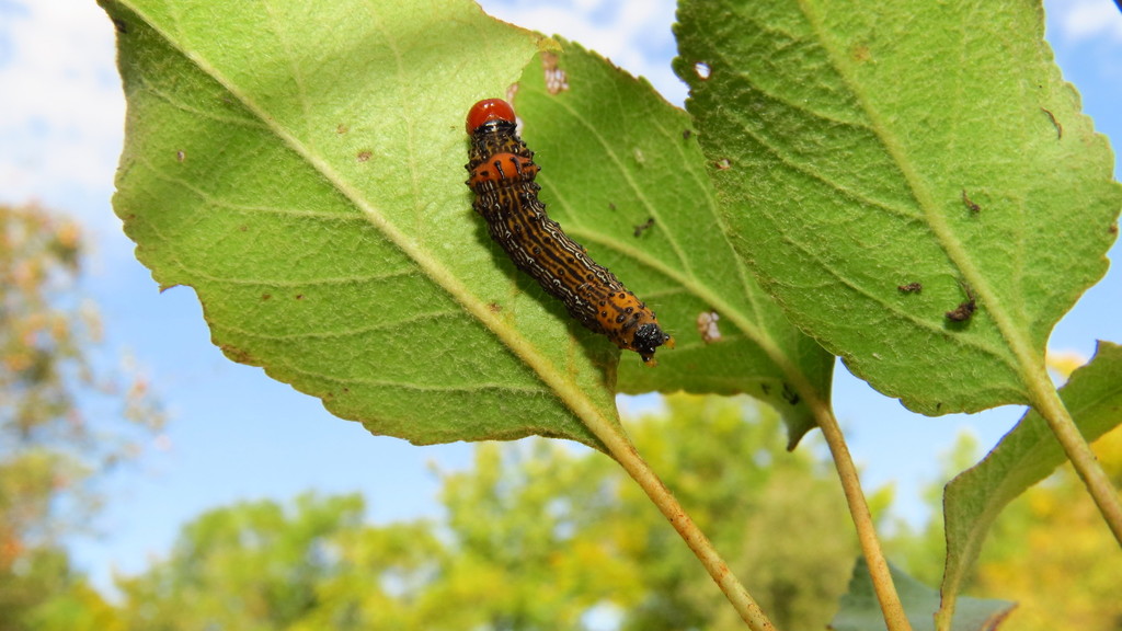 Oedemasia concinna