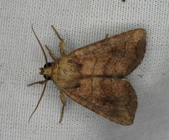 Eriopygini
