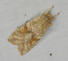Lithophane bethunei