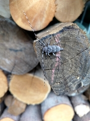 Acanthocinus aedilis