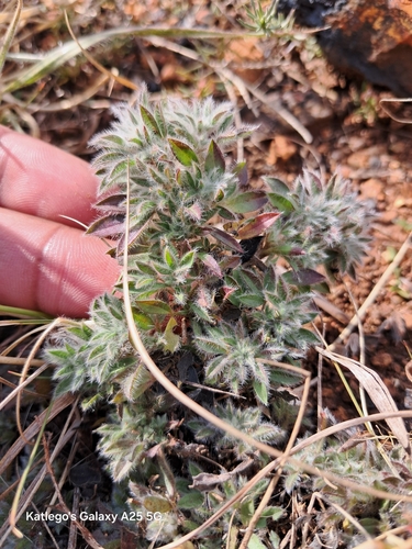 Lotononis wilmsii