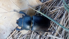 Lucanus cervus