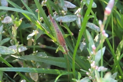 Conocephalus dorsalis