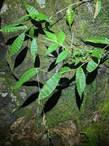 Oplismenus compositus iNat (2)