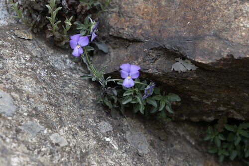 Maritime Alps Pansy (Viola valderia)