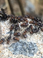 Cerastipsocus trifasciatus