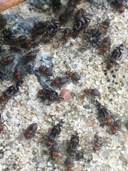 Cerastipsocus trifasciatus