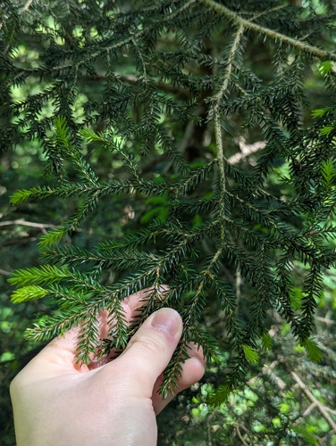 Picea orientalis, photograph 6