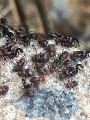 Cerastipsocus trifasciatus