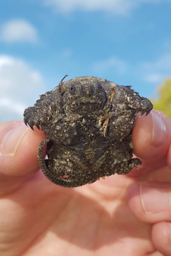 Common Snapping Turtle, 5900–5998 Weslemkoon Lake Rd, Addington Highlands, ON, CA, photo 10 of 10