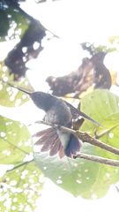 Polyerata rosenbergi