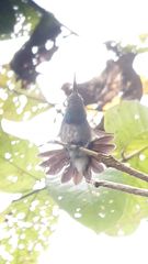 Polyerata rosenbergi