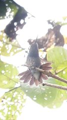 Polyerata rosenbergi