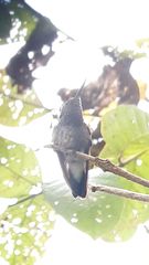 Polyerata rosenbergi