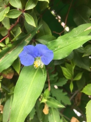 Commelina erecta